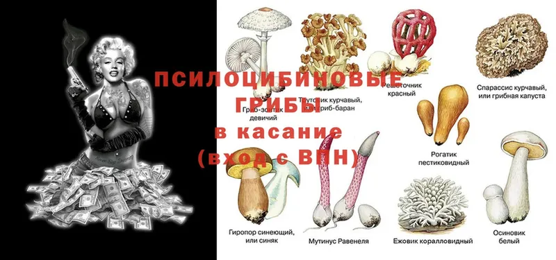 где можно купить наркотик  Лиски  Псилоцибиновые грибы ЛСД 